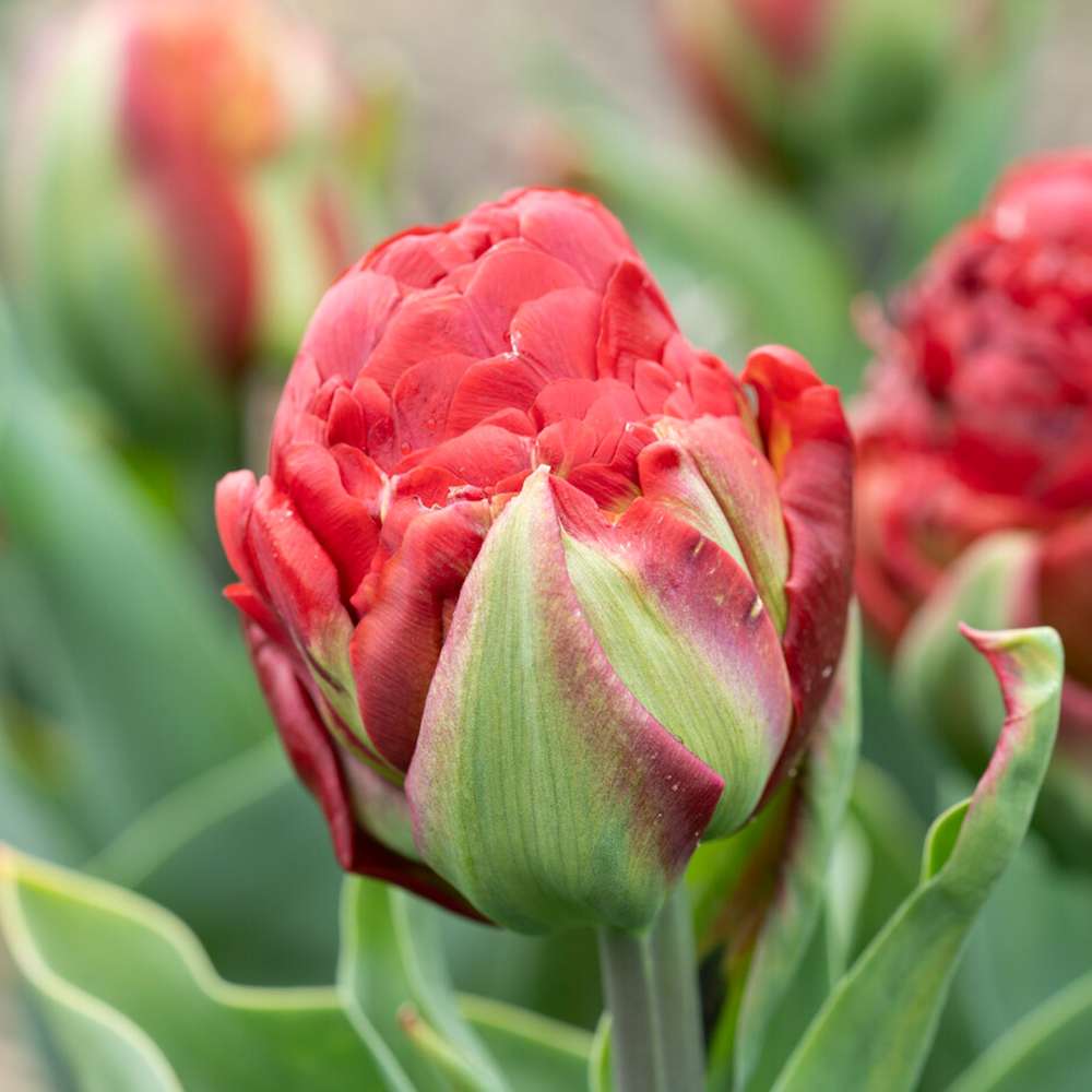 Tulipan 'Ice Cream Sorbet'